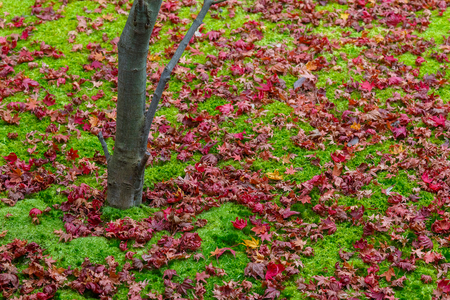 Maple leaves with moss on the ground in autumnのeditorial素材