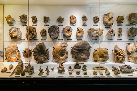 TOKYO, JAPAN - NOVEMBER 25 2015: National Museum of Nature and Science offers a wide variety of natural history exhibitions and interactive scientific experiencesのeditorial素材