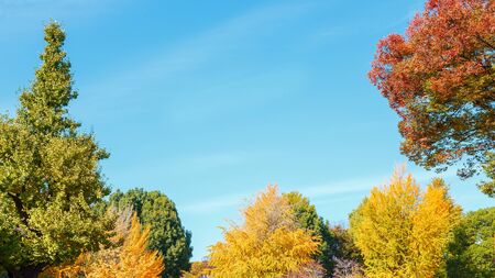 Trees with blue Sky Background in Autumnの写真素材