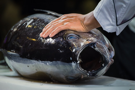BANGKOK, THAILAND - FEBRUARY 2 2016: Unidentified Japanese "Sashimi" chef preparing a fresh Maguro (giant tuna fish) at Japan Expo, held in Bangkokの写真素材