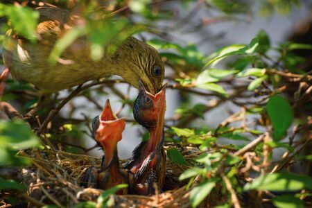 Baby Bird Left on a Tree in a Nestの写真素材