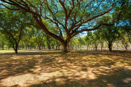 Big Tree in a Parkの写真素材