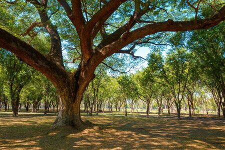 Big Tree in a Park