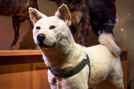 TOKYO, JAPAN - APRIL 29 2018: Hachiko, a faithful Akita Inu dog that remarkable loyalty to his owner. Its stuffed fur and skin displayed at the National Museum of Nature and Scienceのeditorial素材