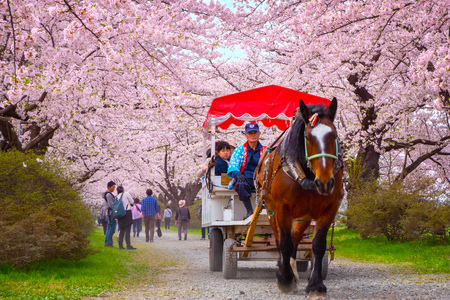 Iwate , Japan - April 22 2018: A Horse carriage carry a group of tourists rolls through the tunnel of cherry trees at Kitakami Tenshochi park, one of the best Cherry-Viewing Spots in Tohoku regionのeditorial素材