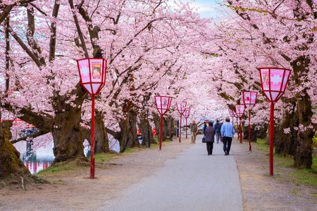 Hirosaki, Japan - April 23 2018: Full bloom Sakura - Cherry Blossom  at Hirosaki park, one of the most beautiful sakura spot in Tohoku region and Japanのeditorial素材