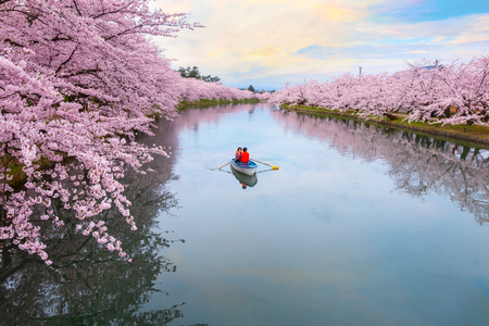 Hirosaki, Japan - April 23 2018: Full bloom Sakura - Cherry Blossom  at Hirosaki park, one of the most beautiful sakura spot in Tohoku region and Japanのeditorial素材