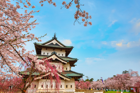 Sakura - Cherry Blossom full bloom at Hirosaki castle in Hirosaki park, Japanのeditorial素材