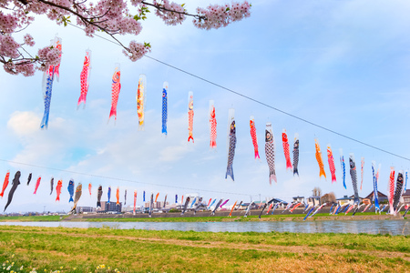 Koinobori carp-shaped windsocks over Kitakami river during fullbloom Cherry Blossom at Kintakami Tenshochi park Iwate , Japan - April 22 2018: Koinobori carp-shaped windsocks traditionally flown in Japan to celebrate Children's Day over Kitakami river durのeditorial素材
