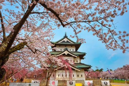 Hirosaki, Japan - April 23 2018: Sakura - Cherry Blossom full bloom at Hirosaki castle in Hirosaki park, one of the most beautiful sakura spot in Tohoku region and Japanのeditorial素材