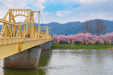 Full Bloom Cherryblossom Sakura at Kitakami Tenshochi Park in Kitakami, Iwate, Japan Iwate , Japan - April 22 2018: Kitakami Tenshochi park located by the Kitakami River, renowned as one of the Three Best Cherry-Viewing Spots in Tohoku region along with Hのeditorial素材