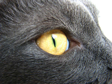 cat eyeの写真素材