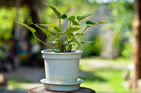 Ornamental plants for landscapingの写真素材