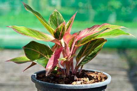 Ornamental landscaping. Front lawnの写真素材