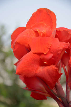 Red flower with a green backgroundの写真素材