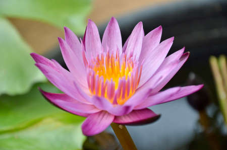 Lotus, the lotus ponds, and waterの写真素材