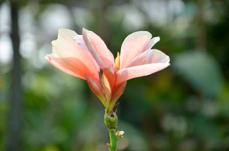 pink flowers in the forestの写真素材