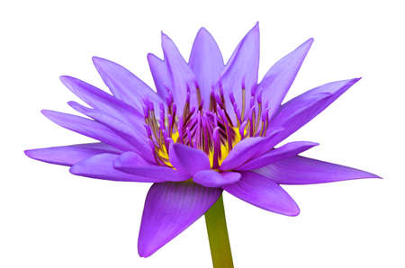 Lotusの写真素材