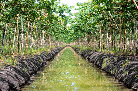 Vineyardの写真素材