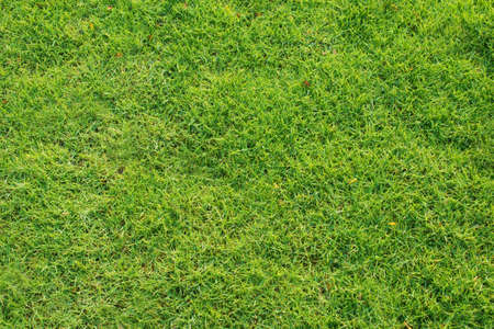 Green Grassの写真素材