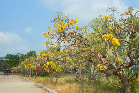 Tabebuia aurea, tropical Thailand