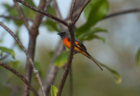 male small minivetの写真素材