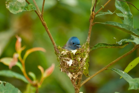 female black-naped monarchの写真素材