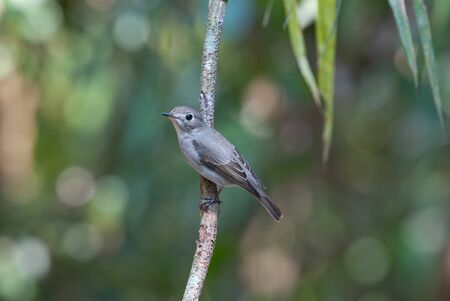 asian brown flycatcherの写真素材