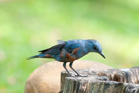 blue rock thrushの写真素材