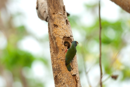 coppersmith barbetの写真素材