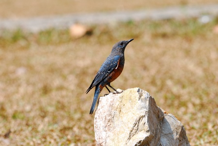 blue rock thrushの写真素材