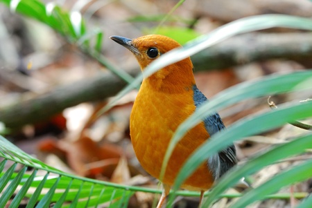 orange-headed thrushの写真素材