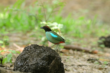 hooded pitta の写真素材