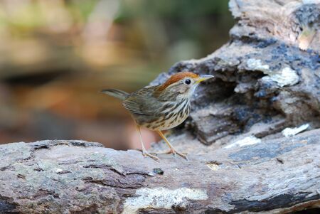 puff-throated babblerの写真素材