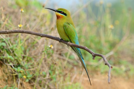 blue tailed の写真素材