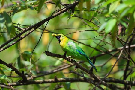 beautiful male blue-winged leafbirdの写真素材