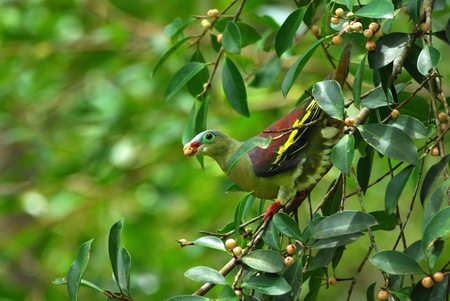 beautiful thick- billed pigion in the fruit treeの写真素材