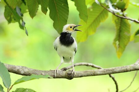 beautiful black-collared starling(Sturnus nigricollis)の写真素材