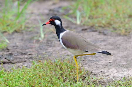 beautiful red-wattled lapwing(Vanellus indicus)