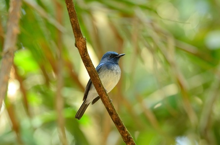 beautiful male hainan blue flycatcherの写真素材