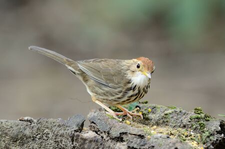 beautiful puff-throated babbler on the logの写真素材