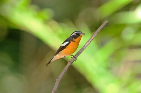 beautiful male mugimaki flycatcher (Ficedula mugimaki)の写真素材
