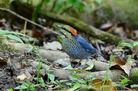beautiful male blue pitta (Pitta cyanea) 