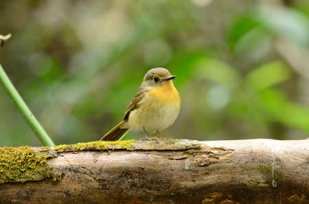 beautiful female hill blue flycatcherの写真素材