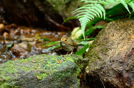 beautiful rufous-browed flycatcher(Ficedula solitaris)の写真素材