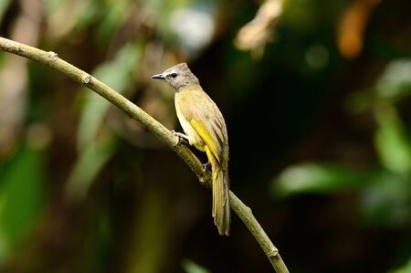 beautiful flavescent bulbul (Pycnonotus flavescens)の写真素材