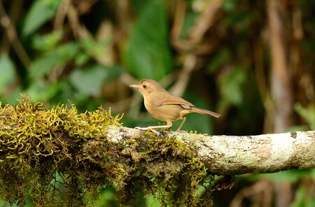 beautiful buff-breasted babbler Trichastoma tickelli 