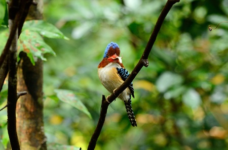 beautiful male banded kingfisher  Lacedo pulchella の写真素材