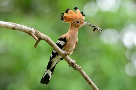 beautiful eurasian hoopoe  Upupa epops  with scorpion on branchの写真素材