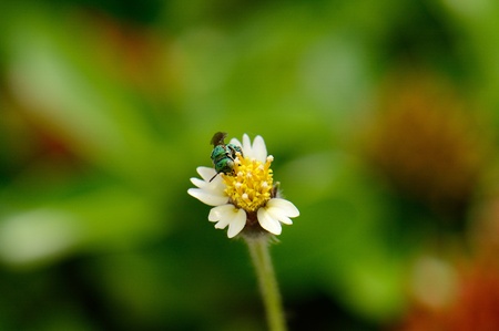 beautiful cuckoo wasp on flower near the road trackの写真素材